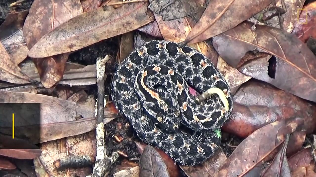 Deadly Centipedes Are a Tasty Snack For Pygmy Rattlesnakes | Nat Geo Wild