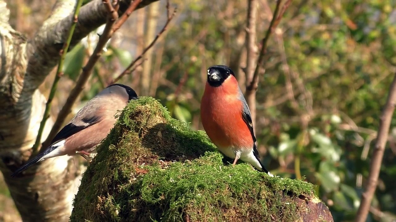 Birds Singing and Chirping on The Little Green Hill Perfect Sounds for Cats To Listen To