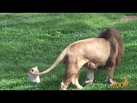 Cute Lion Cubs Playing With Dad at Mogo Zoo