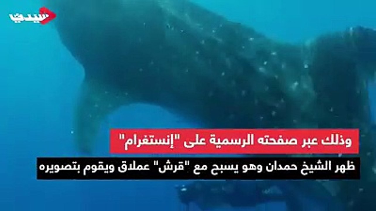 شاهدوا ولي عهد دبي الشيخ حمدان بن محمد بن راشد يسبح مع أسماك القرش#سيدتيTV