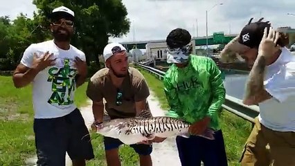 RARE GIANT TIGER FISH CAUGHT in CITY!
