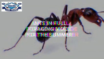 Black Ants In Barnegat NJ 609-494-8688 Ozane.com