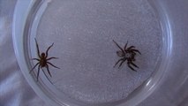 Jumping Spider vs Wolf Spider (Servaea incana vs Venatrix ornatula)