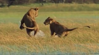 Nat Geo Wild Lions Documentary - Most Fascinating Predator in Wildlife