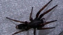 Black House Spider vs White Tailed Spider 2