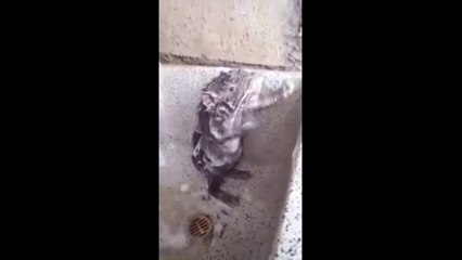  SI TE RÍES PIERDES  ANIMALS FUNNY (NIVEL 180% LEGENDARIO)