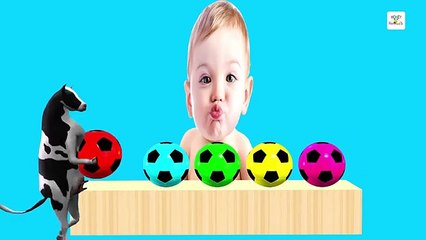 Crying Baby Learn Colors With Soccer Ball Balloon Domestic Animals Colors Horse Family Son