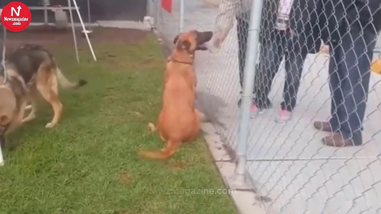 Shelter Dog Watches Her Former Family Arrive To Adopt A New Pooch.