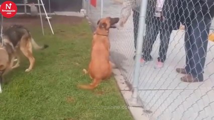 Shelter Dog Watches Her Former Family Arrive To Adopt A New Pooch.
