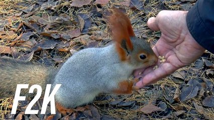 Animali come persone? Un tribunale ha deciso di sì