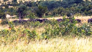 Lion Hunting vs Wildebeest Moments - Amazing the Strongest Big Cat LIONS VS HYENAS ULTIMATE FIGHT