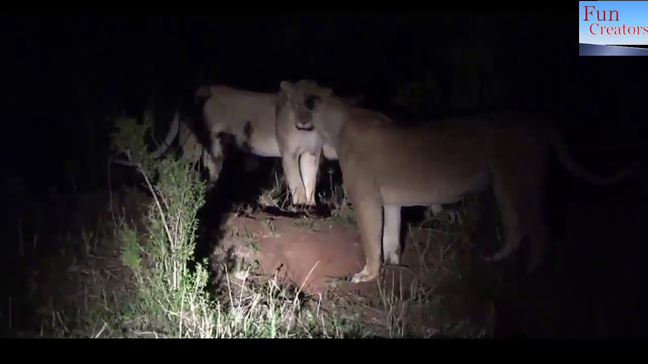 Lion vs Warthog - 9 eaten alive