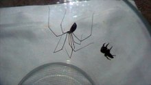 Jumping Spider vs Cellar Spider