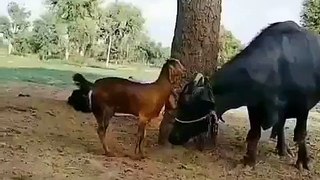 Smartness do not need resources. They find nearby Goat Ride on Buffalo.
