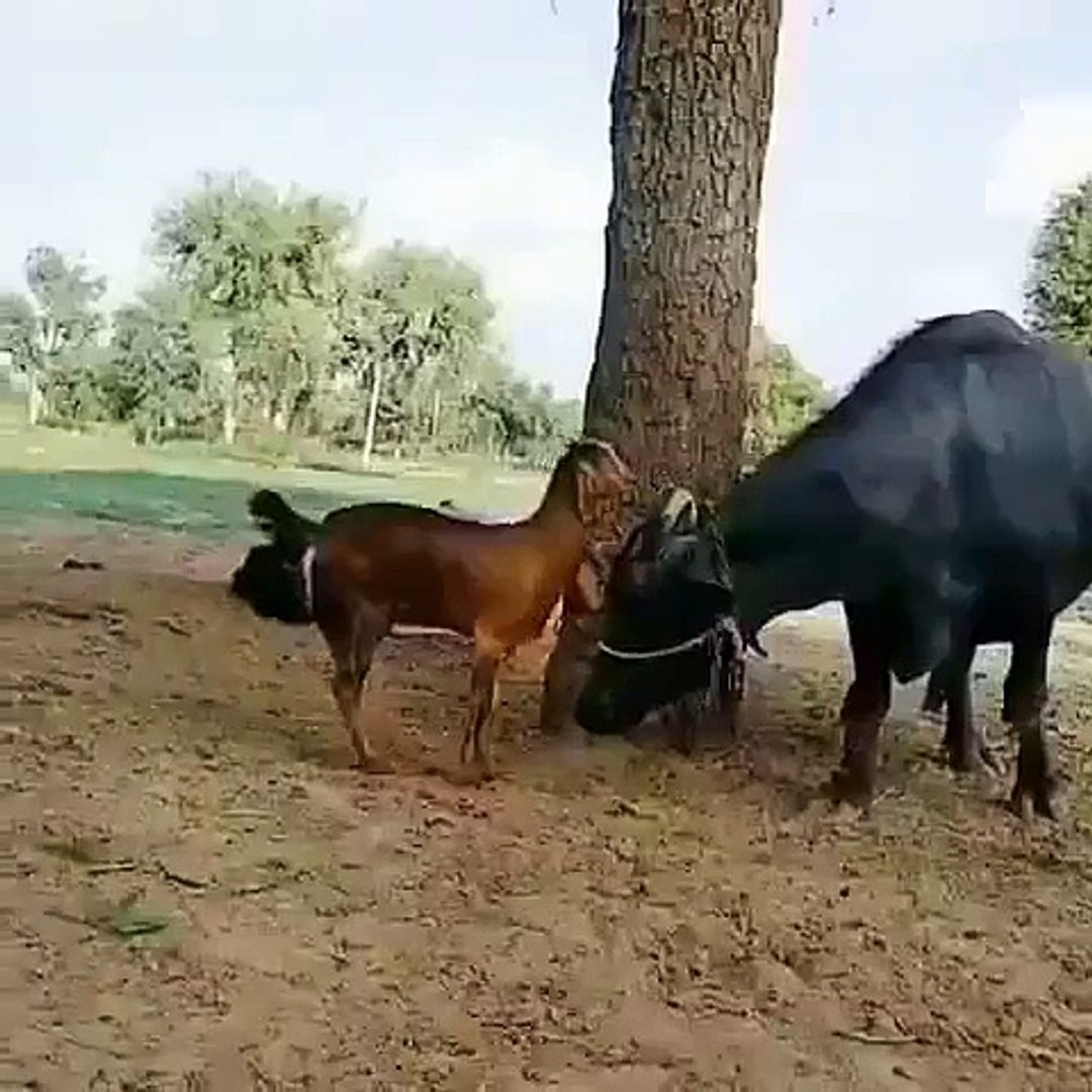 ⁣Smartness do not need resources. They find nearby Goat Ride on Buffalo.