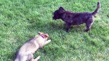 German shepherd puppy playing with cairn terrier