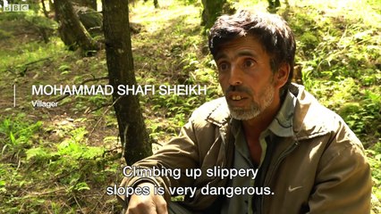 Exotic mushrooms boost fortunes in Kashmir - BBC News