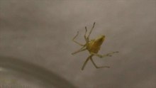 Jumping Spider vs Sac Spider 2