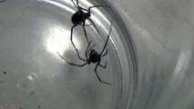 False Widow Spider vs Redback Spider