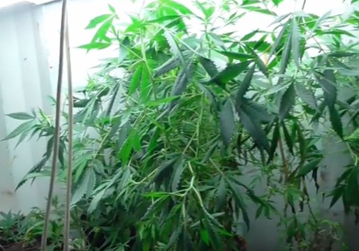 Queensland Police Uncover Hydroponic Drug Labs in Alligator Creek