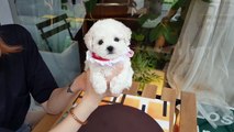 Baby bichon frise puppy video doll?puppy? cutest puppy - Teacup puppies KimsKennelUS