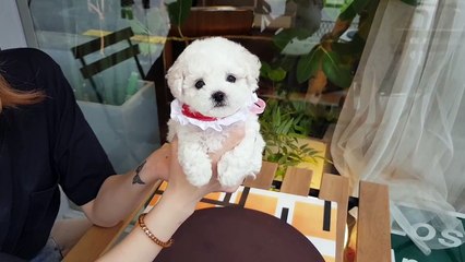 Baby bichon frise puppy video doll?puppy? cutest puppy - Teacup puppies KimsKennelUS