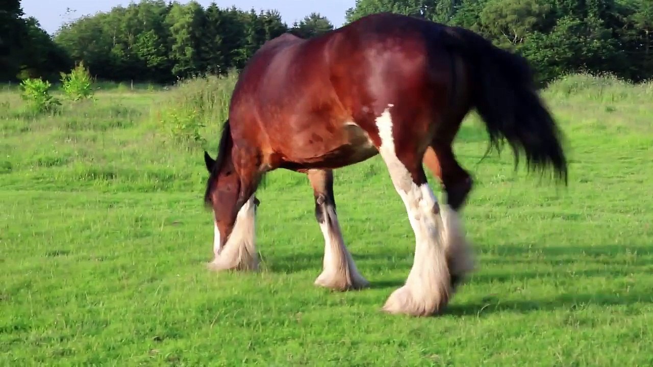 Rolling Shire Horse