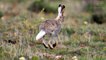 Interesting facts about white tailed jackrabbit by weird square