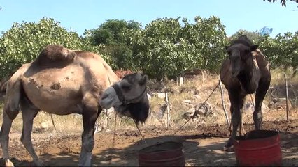 Şampiyon Güreşçi 'Yakışıklı Sülo' Kurbanlık Yolunda