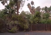 Large Tree Falls During Monsoon Storm in Phoenix, Arizona
