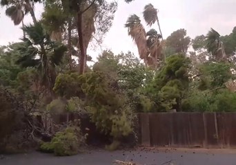 下载视频: Large Tree Falls During Monsoon Storm in Phoenix, Arizona