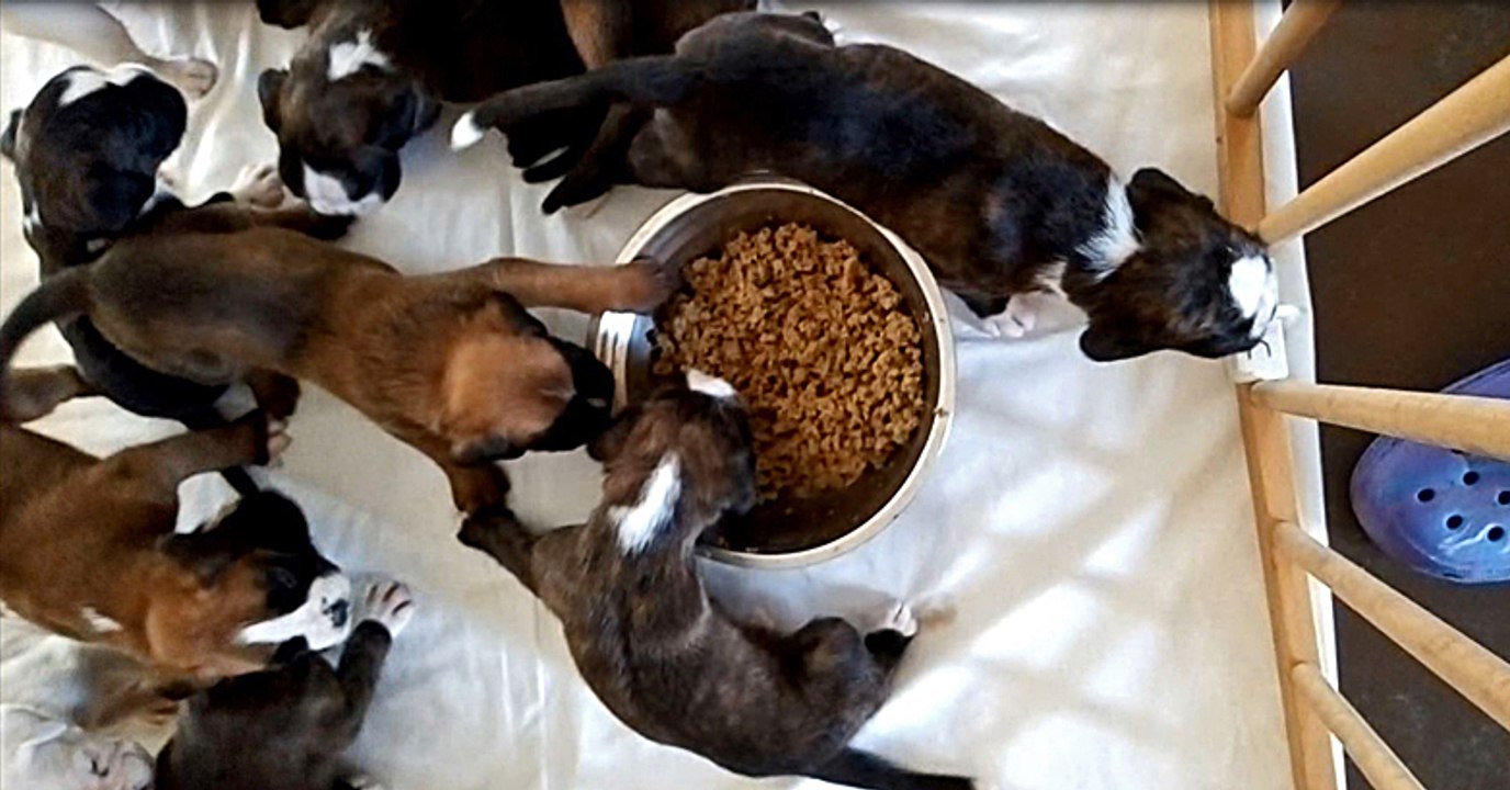 Boxer Matyane et ses 11 chiots à 25 jours 1ère gamelle