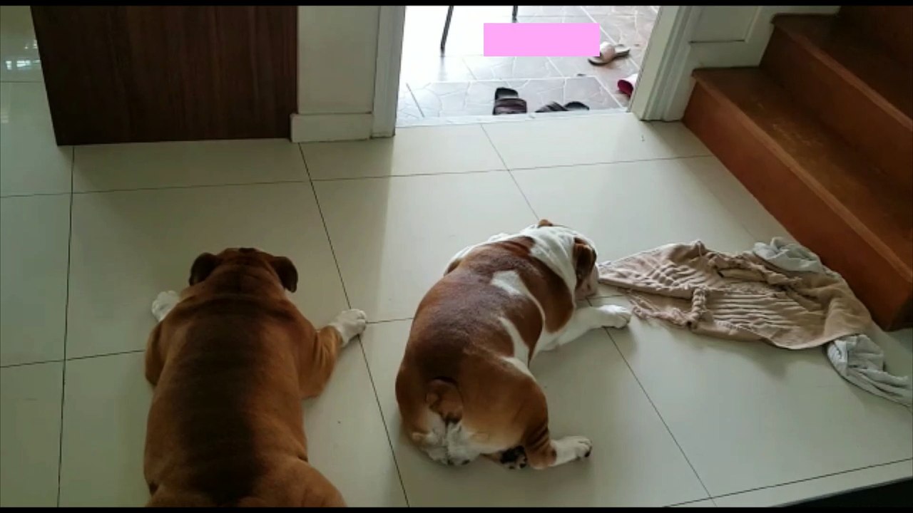 Snacks??!??  Nope.... zzzz