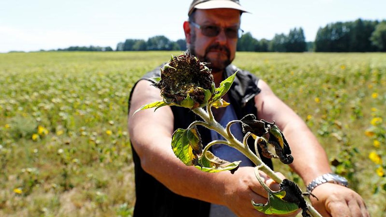Dürre Ernte in Deutschland wegen anhaltender Trockenheit