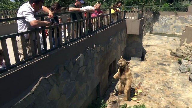 Sıcaktan bunalan hayvanlara buzlu meyve - KOCAELİ