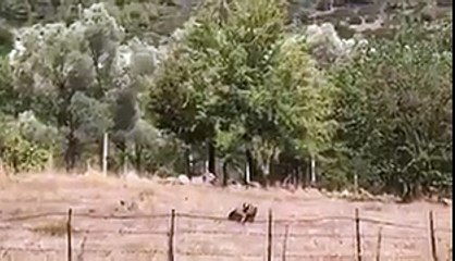 Bodrum'da bir kişi yılan avlayan şahini kürekle vura vura öldürdü