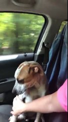 The dog rejoices that it was taken from the shelter