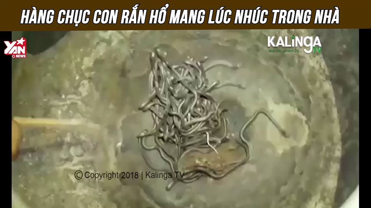 Nổi da gà nhìn hàng chục con rắn hổ mang lúc nhúc trong nhà FB