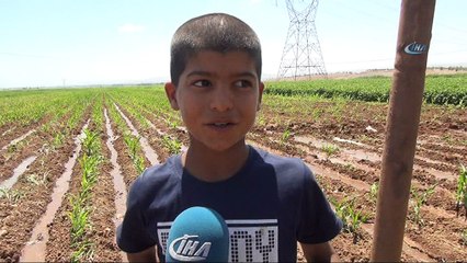 Henüz 10 yaşında 3 yıldır tarla suluyor