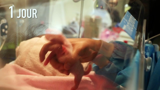 Zoo de Beauval : le bébé panda Yuan Meng fêtera samedi sa 1ère année