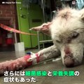 ゴミの山に捨てられ、何ヶ月も生きてきた犬。寄生ダニに皮膚を侵され感染症と栄養失調という最悪の状態で見つかりました。