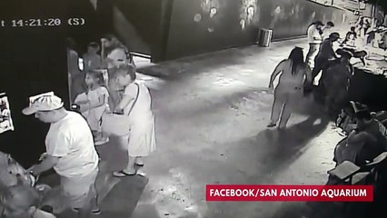 Thieves Steal Shark And Escape Using Baby Stroller