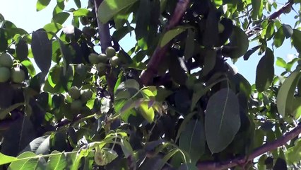 Çiftçinin yüzünü güldürdükçe üretim alanı katlandı - BİLECİK