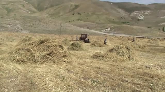 Sezonun İlk Organik Buğday Hasadı Başladı - Kars