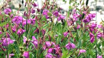 Beautiful Flowers of the Himalaya- a rare collection