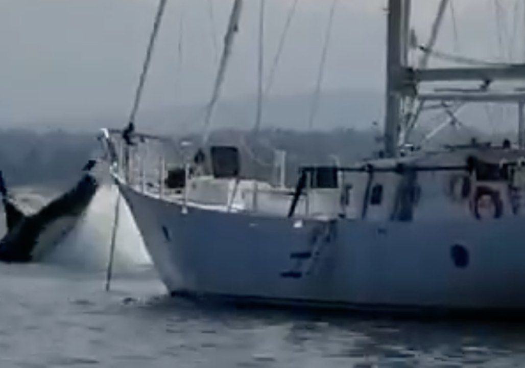 Killer Whale Drags Sailboat Around Vancouver Island Harbor
