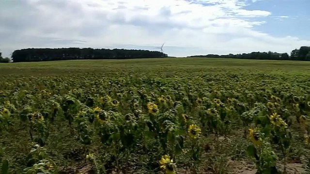 Germania: chiesti aiuti speciali per gli agricoltori