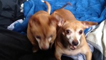Adorable dogs up for adoptions in NYC 2015 - Mya & Coki