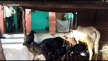Cow helps out goat by feeding her kids with own milk