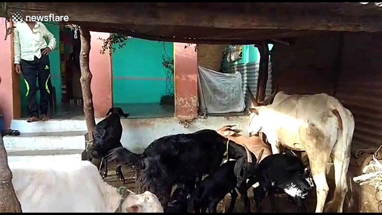 Cow helps out goat by feeding her kids with own milk